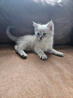 Half Siberische kitten, Dieren en Toebehoren, Katten en Kittens | Raskatten | Langhaar, Meerdere dieren, Met stamboom