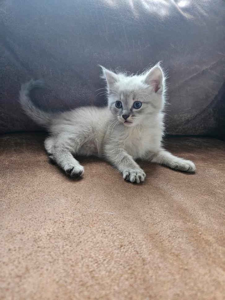 Half Siberische kitten, Dieren en Toebehoren, Katten en Kittens | Raskatten | Langhaar, Meerdere dieren, Met stamboom, Ingeënt