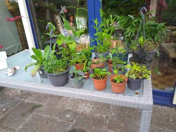 tuin planten winterhard 18 diverse soorten ook bloeiende beschikbaar voor biedingen