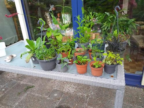 tuin planten winterhard 18 diverse soorten ook bloeiende, Tuin en Terras, Planten | Tuinplanten, Vaste plant, Overige soorten