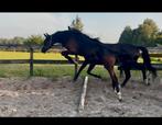 Allround zwart hengstveulen v. For Romance x Conteur, Dieren en Toebehoren, Paarden, Minder dan 160 cm, Niet van toepassing, 0 tot 2 jaar