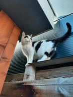 Lieve Europese korthaar poes van 9 jaar, Poes, Kortharig, 6 jaar of ouder