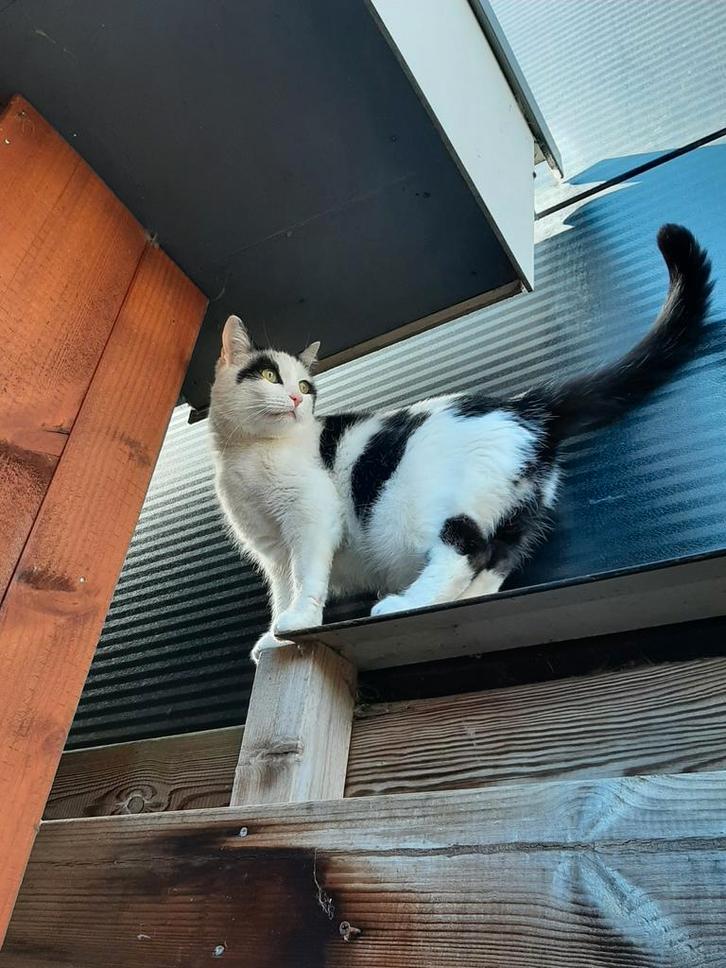 Lieve Europese korthaar poes van 9 jaar, Dieren en Toebehoren, Katten en Kittens | Overige Katten, Kortharig, Poes, 6 jaar of ouder