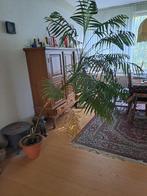 Palmboom, 100 tot 250 cm, Zomer, Palmboom, Ophalen