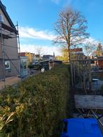 Coniferenhaag 22 meter, Ophalen, Volle zon, Overige soorten