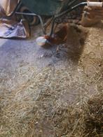 1 legkip te koop. 3, Dieren en Toebehoren, Pluimvee, Vrouwelijk, Kip