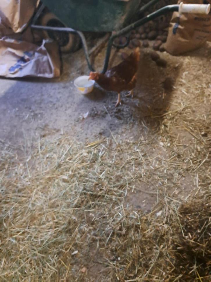 1 legkip te koop. 3, Dieren en Toebehoren, Pluimvee, Kip, Vrouwelijk