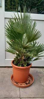 Chamaerops humulis Vulcano P22 C 4.5 ltr 40 tot 50 cm, Ophalen, Vaste plant, Overige soorten, Volle zon