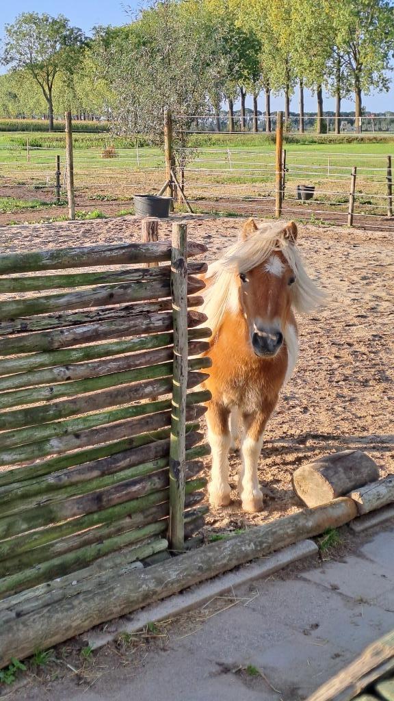 3 jarige mini shetlander ruin, Dieren en Toebehoren, Pony's, Ruin, Onbeleerd, A pony (tot 1.17m), Recreatiepony, 3 tot 6 jaar