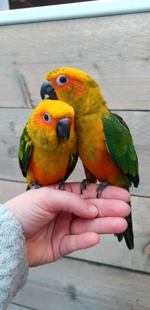 Jonge Baby Zonparkieten | Kleurrijk | Handtam | Nieuwsgierig, Dieren en Toebehoren, Vogels | Parkieten en Papegaaien, Parkiet