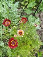 Bonte Ganzebloem mix, Ophalen of Verzenden, Voorjaar, Volle zon, Zaad
