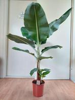Musa Cavendish - Bananenplant H: 125 cm., Ophalen, 100 tot 150 cm, Overige soorten, Halfschaduw