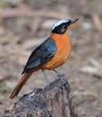 Man sneeuwkap tapuit zangvogel, Mannelijk, Tropenvogel, Geringd