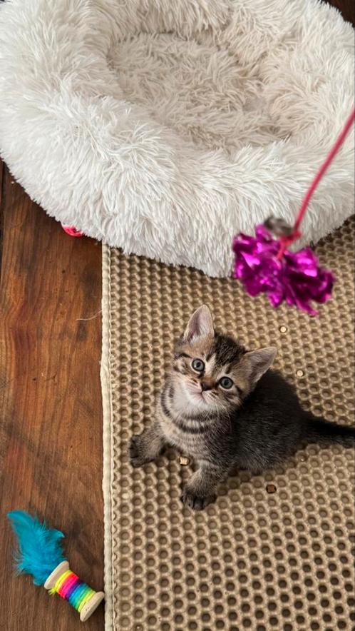 3/4 britse korthaar katertjes, Dieren en Toebehoren, Katten en Kittens | Raskatten | Korthaar, Kater, Ontwormd