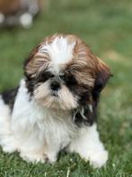 Shih Tzu pups, België, Overige rassen, CDV (hondenziekte), 8 tot 15 weken