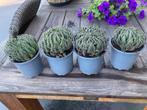 Vetplant, Huis en Inrichting, Ophalen, Vetplant, Halfschaduw, Minder dan 100 cm