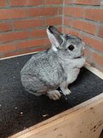 Kleurdwerg chinchilla vrouw, Dieren en Toebehoren, Konijnen, Vrouwelijk, Dwerg, 3 tot 5 jaar