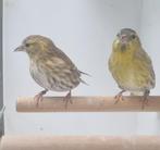 Sijs, Dieren en Toebehoren, Meerdere dieren, Wildzangvogel, Geringd