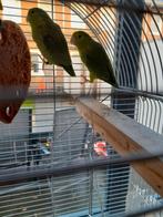 Koppeltje Forpus / muspapegaai, Meerdere dieren, Dwergpapegaai of Agapornis, Geringd