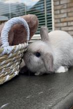 Raszuivere Minilops, Dieren en Toebehoren, Meerdere dieren, Dwerg