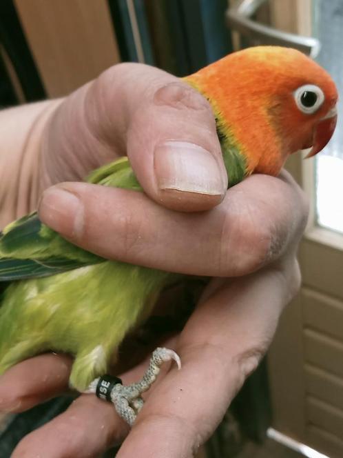 Prachtige piep jonge agapornis fisheri opaline dgroen man, Dieren en Toebehoren, Vogels | Parkieten en Papegaaien, Dwergpapegaai of Agapornis