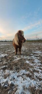 GEZOCHT Stukje land voor 2 shetlandertjes., Dieren en Toebehoren, 2 of 3 paarden of pony's, Weidegang