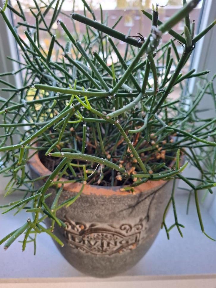 Rhipsalis in grote grijze bloempot, Huis en Inrichting, Kamerplanten, Vetplant, Minder dan 100 cm, Groene kamerplant, Halfschaduw