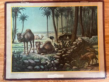 Schoolplaat Onder de dadelpalmen, 70x90 cm beschikbaar voor biedingen