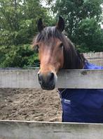 AMIGO Horseware deken. Maat 175 en Ograms, Ophalen of Verzenden, Zo goed als nieuw