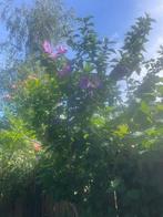 Hibiscus planten, Tuin en Terras, Planten | Tuinplanten, Vaste plant, Halfschaduw, Zomer, Ophalen