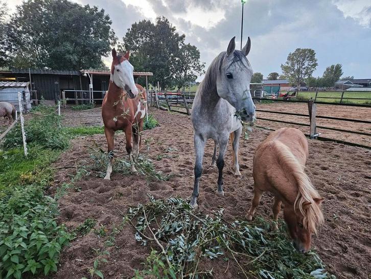 Kleine paddock paradise, Dieren en Toebehoren, Stalling en Weidegang