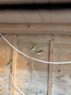 3 Bonte mannen kanaries, Dieren en Toebehoren, Vogels | Kanaries, Mannelijk, Zangkanarie