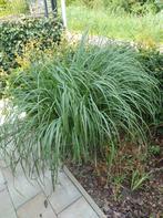 Siergrassen, Tuin en Terras, Planten | Tuinplanten, Ophalen, Volle zon, Vaste plant, Siergrassen
