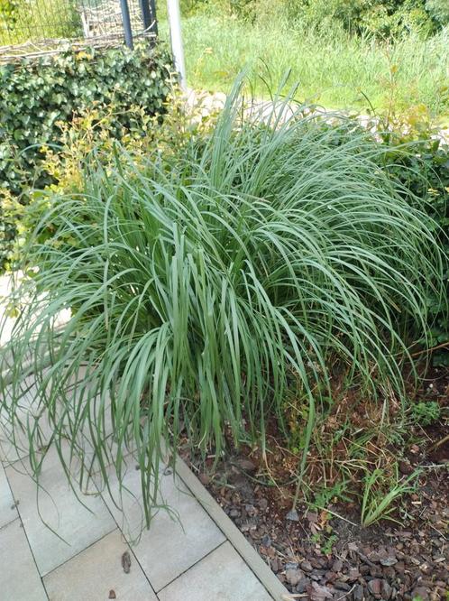 Siergrassen, Tuin en Terras, Planten | Tuinplanten, Vaste plant, Siergrassen, Volle zon, Zomer, Ophalen