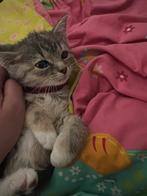 Kitten, Ophalen of Verzenden