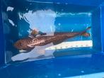 Koi, Dieren en Toebehoren, Vissen | Vijvervissen, Karper of Koi