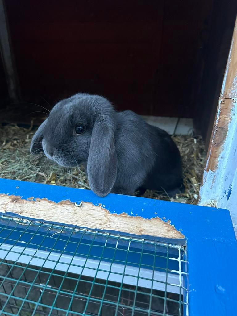 Blauwe ram nederlandse dwerg hangoor, Dieren en Toebehoren, Konijnen, Mannelijk, Dwerg, Hangoor