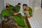 Zwartkop en Roestkopcaique`s-papegaaien., Dieren en Toebehoren, Geslacht onbekend, Papegaai, Geringd