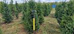 Taxus haagplanten, Ophalen of Verzenden, Taxus, Haag, 100 tot 250 cm