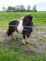 STAAT TER DEKKING ZWART BONTE NIKO, Dieren en Toebehoren, Hengst