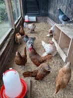 Koppel Sebright, Dieren en Toebehoren, Pluimvee, Meerdere dieren, Kip
