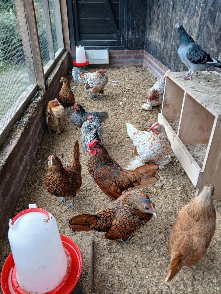 Koppel Sebright, Dieren en Toebehoren, Pluimvee, Kip, Meerdere dieren