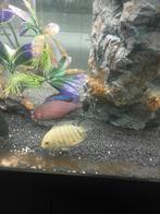 Heros severum, Dieren en Toebehoren, Vissen | Aquariumvissen, Vis