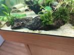 Aquariumplanten op hout of steen. Mossen en varens, Ophalen of Verzenden, Plant(en), Steen of Hout