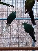 Te koop een koppel blauwe kakarikies, Dieren en Toebehoren, Vogels | Parkieten en Papegaaien, Meerdere dieren, Parkiet