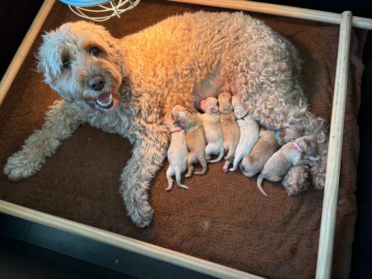 Australian Labradoodle Puppy  + gastgezin gezocht!, Dieren en Toebehoren, Honden | Retrievers, Spaniëls en Waterhonden, Meerdere dieren