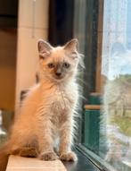 Super mooie Ragdoll kittens, Meerdere dieren, Ontwormd, 0 tot 2 jaar