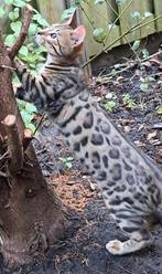 Bengaalse kittens, Tickets en Kaartjes, Eén persoon, Ticket of Toegangskaart