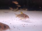 Corydoras Yellow Corry c123
