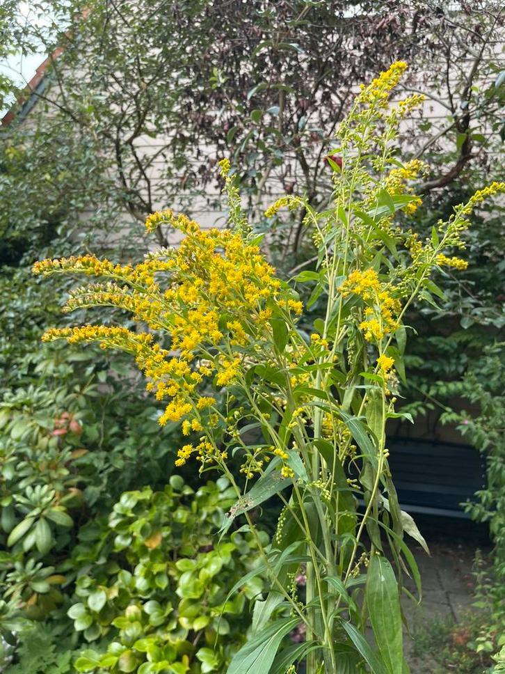 Gulden roede. Bijenplant! Gifvrij gekweekt, Tuin en Terras, Planten | Tuinplanten, Overige soorten, Volle zon, Ophalen